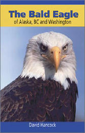 "The Bald Eagle of Alaska, BC and Washington" print